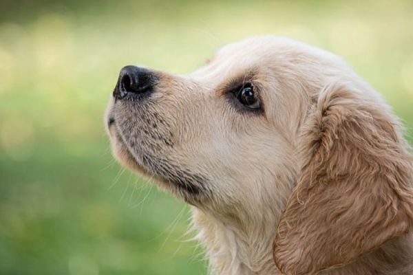 10岁以上老年犬吃什么粮(老年犬饮食指南:如何选择适合10岁以上老年犬的狗粮)