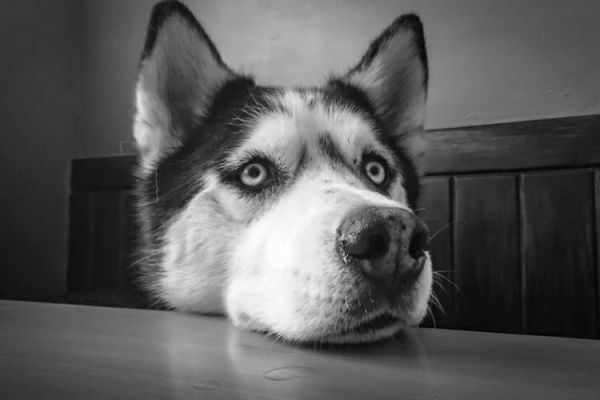 10岁以上老年犬吃什么粮(老年犬饮食指南:如何选择适合10岁以上老年犬的狗粮)