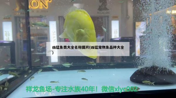 凶猛鱼类大全名称图片(凶猛宠物鱼品种大全) 黑白双星鱼