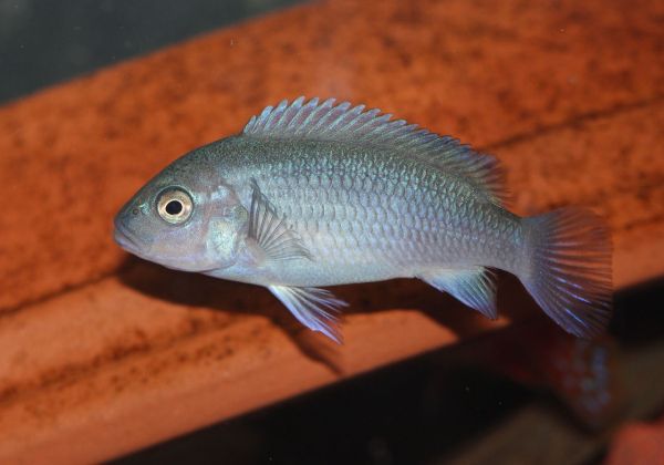 武汉水族批发市场有哪些鱼类品种图片（武汉哪里有专卖鱼缸的地方） 大白鲨鱼苗 第1张