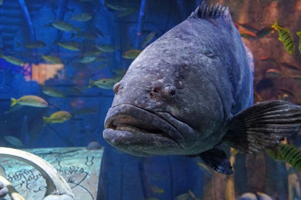 武汉水族批发市场有哪些鱼类品种图片（武汉哪里有专卖鱼缸的地方） 大白鲨鱼苗 第2张