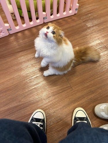 店里猫咪超治愈