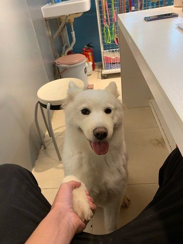会笑的狗狗