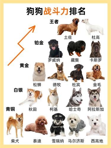 宠物进化史 达到顶级✨