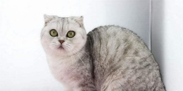 小猫最佳生育年龄与宠物健康（探究小猫最佳生育年龄对宠物健康的影响）