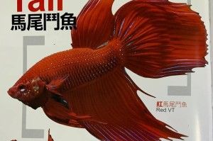 斗鱼的饲养技巧（让你的泰国斗鱼成为健康宠物的秘诀）