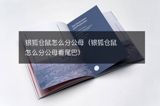 银狐仓鼠怎么分公母（银狐仓鼠怎么分公母看尾巴）