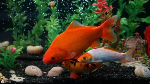 饲养观赏鱼的鱼缸过滤系统的 4 个过滤方式