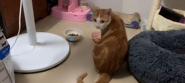 小猫的饮食健康之路（宠物猫的饮食管理）