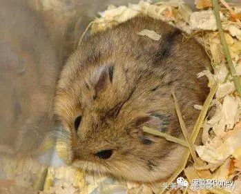 一线仓鼠品种简介和图片