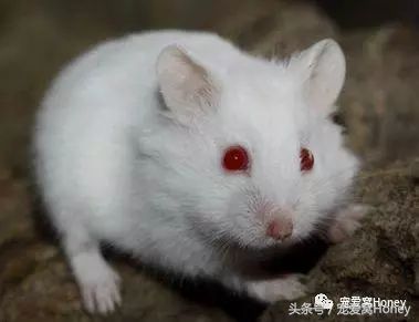 一线仓鼠品种简介和图片