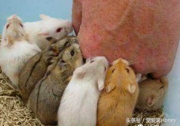 一线仓鼠品种简介和图片