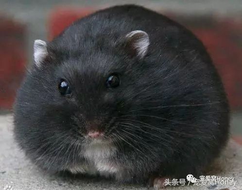 一线仓鼠品种简介和图片