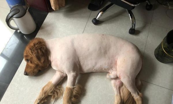 狗腹水——宠物常见疾病（了解狗腹水的症状）