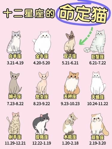12星座的命定猫