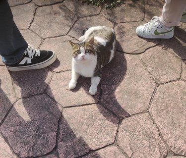 创意满满猫足迹