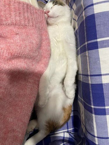 猫咪去世后感觉自己快成为祥林嫂了 