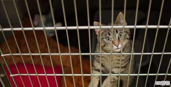 猫能吃咸的小鱼干吗,给宠物猫吃了咸鱼干有事吗