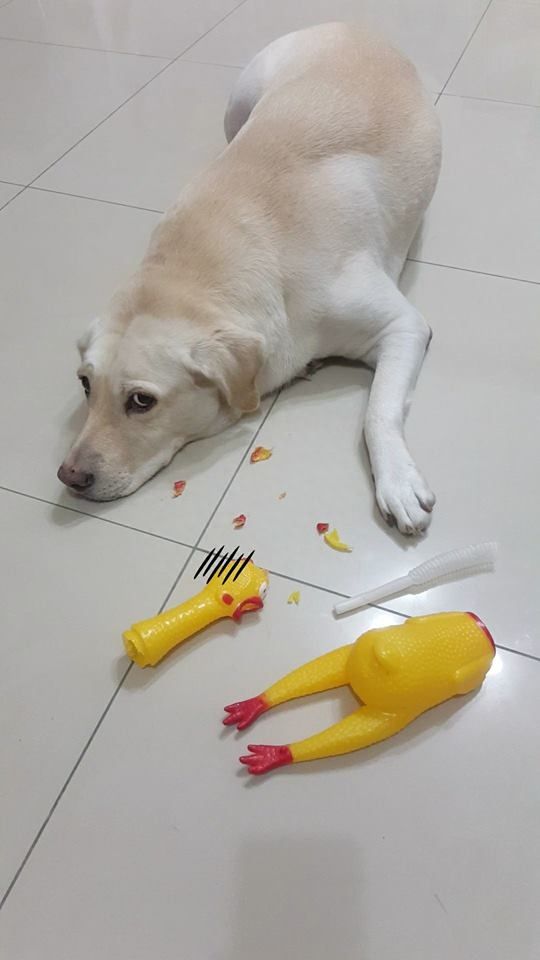 狗狗玩具有哪些种类图片,狗狗最爱玩的8种玩具