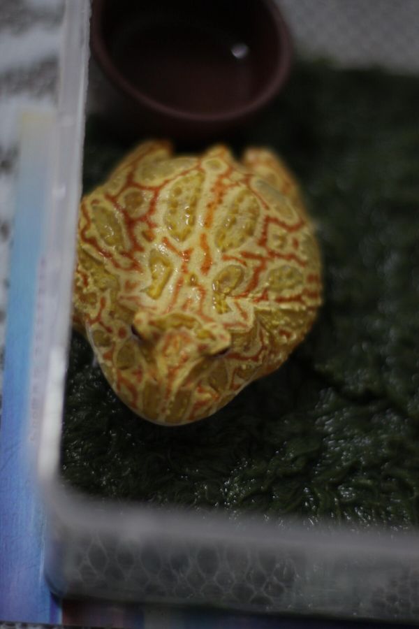 聊聊宠物角蛙,看看值不值得养!