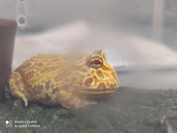 聊聊宠物角蛙,看看值不值得养!