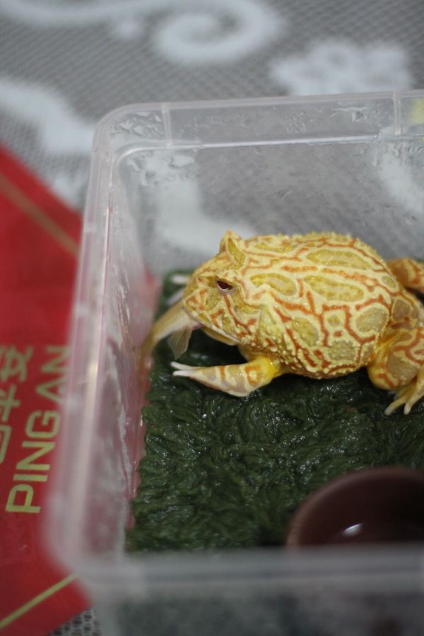 聊聊宠物角蛙,看看值不值得养!