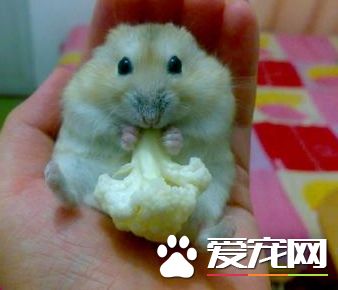 布丁仓鼠喜欢吃什么 布丁仓鼠可食性食物
