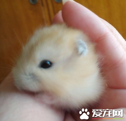 布丁仓鼠喜欢吃什么 布丁仓鼠可食性食物