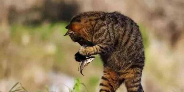 猫咪的食谱（选择健康鲜美的鱼）