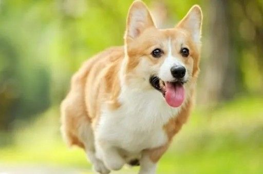 狗狗不能吃的东西清单(狗狗忌口的食物一览表)