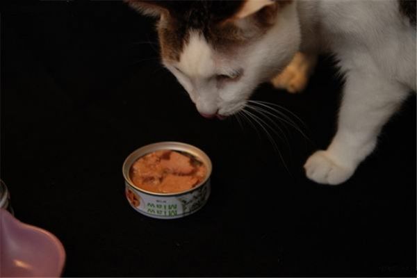 【铲屎官学堂】 关于猫咪罐头那些事！