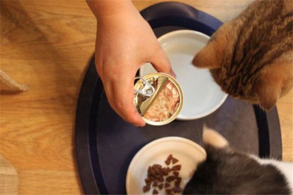 【铲屎官学堂】 关于猫咪罐头那些事！