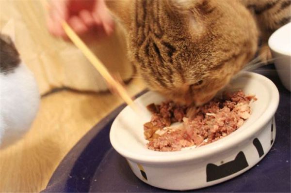 【铲屎官学堂】 关于猫咪罐头那些事！