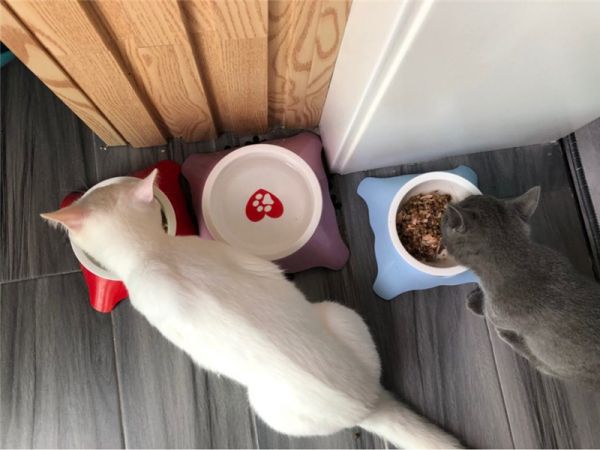 【铲屎官学堂】 关于猫咪罐头那些事！