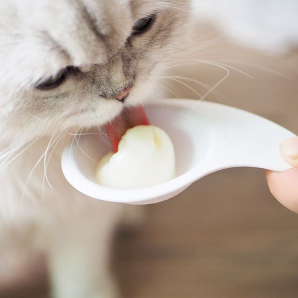 【铲屎官学堂】 关于猫咪罐头那些事！
