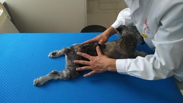 沈农禾丰动物医院中医康复中心全面启动