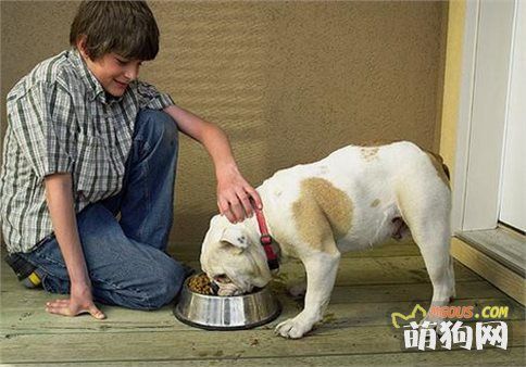 喂养狗狗6个好习惯，一般铲屎官都能胜任！