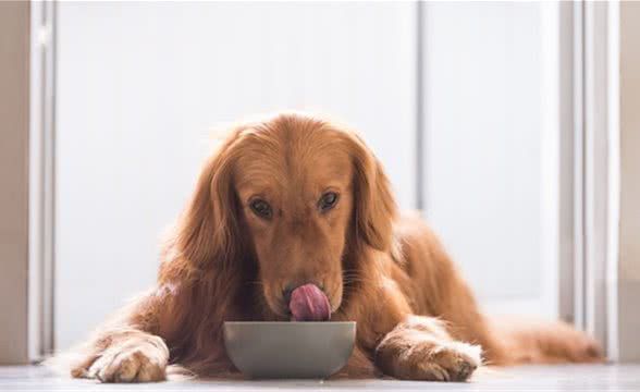 要给狗狗补充纤维吗?这里有一个简单方法,帮你快速判断