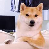 狗狗放屁你只知道熏人?那是它在向你发出警告