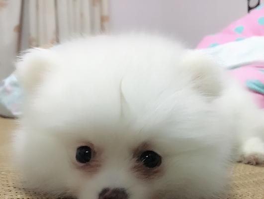 博美宠物换狗粮吐了，如何避免宠物消化问题（通过正确的换粮方式和合适的饮食管理）