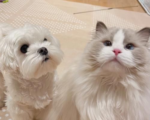 适合与猫咪共处的狗狗品种（为你的宠物家庭寻找完美的狗伴侣）