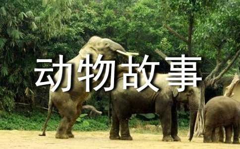动物故事15篇（合集）