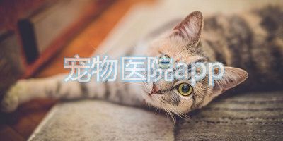 宠物医院app