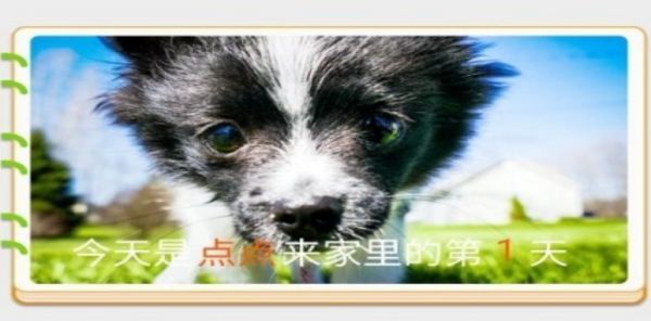 摆兰宠物点点