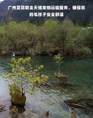 广州至昆明全天候宠物运输服务，确保您的毛孩子安全舒适