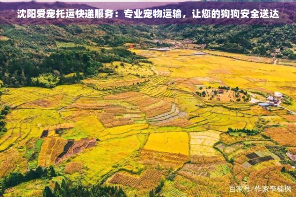 沈阳爱宠托运快递服务：专业宠物运输，让您的狗狗安全送达