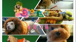  快乐的乐园，精宠猫狗萌宠乐园