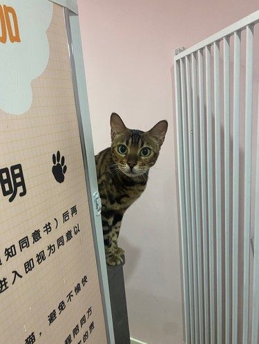 第一次看到这么有偷感的小猫