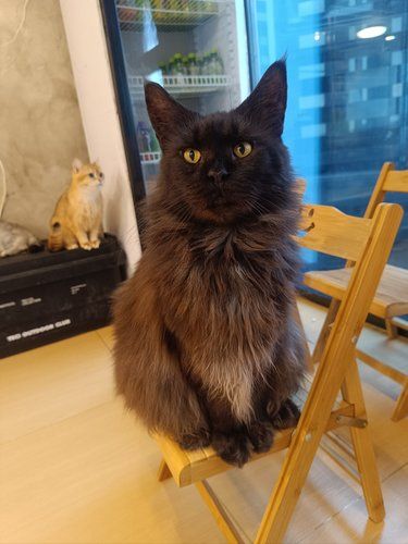 强推这个猫咖啊啊啊啊啊啊啊啊啊