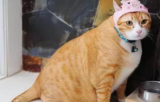 宠物猫要多大才能训练它